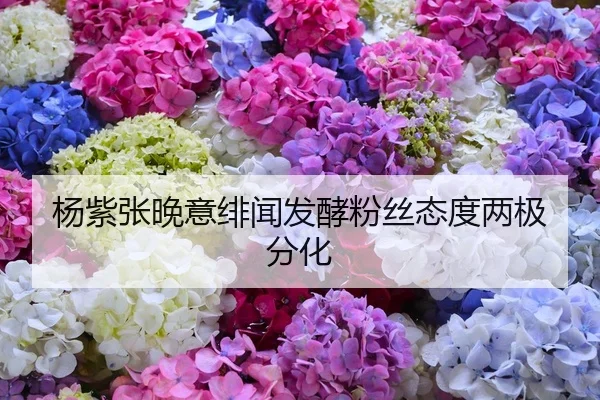 杨紫张晚意绯闻发酵粉丝态度两极分化